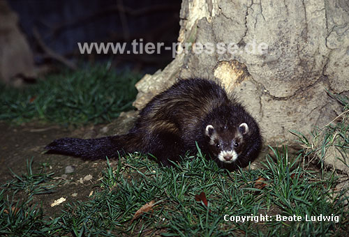 Iltis-Fhe / Polecat, female