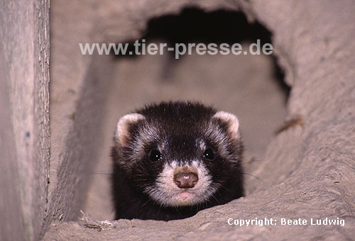 Iltis in Erdhhle / Polecat in a burrow