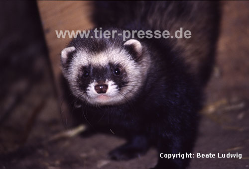 Iltis-Rde / Polecat, male