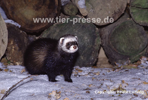 Iltis-Fhe im Winter / Polecat, female in winter