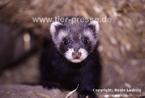 Iltis, junges Tier / Polecat, young animal