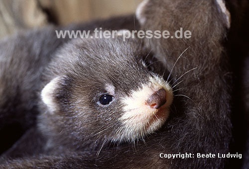 Iltis, Jungtier / Polecat, cub