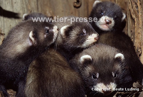 Iltis, Jungtier / Polecat, cub