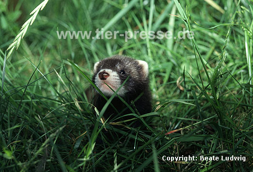 Iltis, Jungtier / Polecat, cub