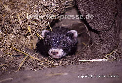 Iltis, Jungtier / Polecat, cub