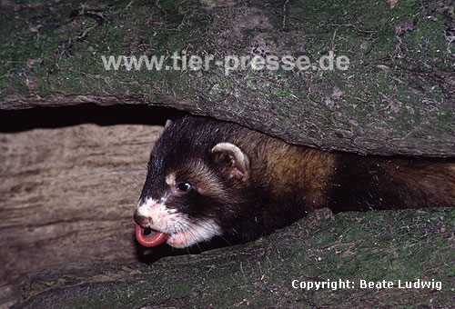 Iltis, junges Tier / Polecat, young animal