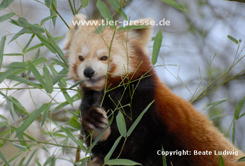 Kleiner Panda, Roter Panda, Katzenbr (Ailurus fulgens) / Lesser panda, Red panda (Ailurus fulgens)
