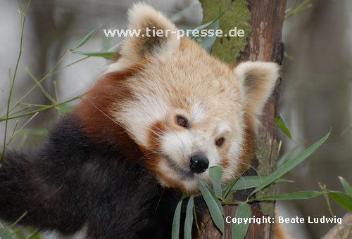 Kleiner Panda, Roter Panda, Katzenbär (Ailurus fulgens) / Lesser panda, Red panda (Ailurus fulgens)