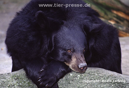 Kragenbär / Asian black bear