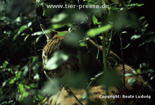 Luchs / Lynx/ Lynx lynx