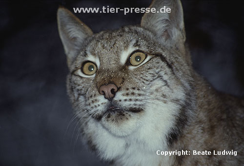 Luchs / Lynx/ Lynx lynx