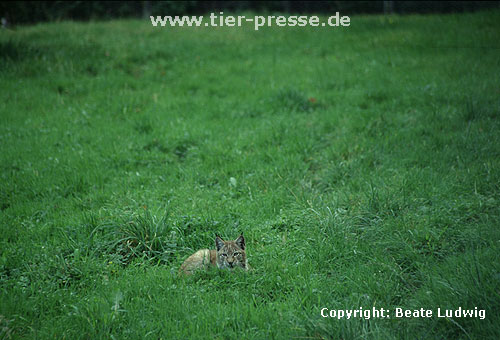 Luchs / Lynx/ Lynx lynx