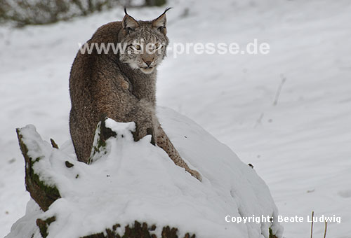 Luchs im Winter / Lynx, winter / Lynx lynx