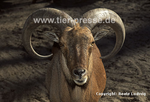 Mähnenspringer, Mähnenschaf / Barbary sheep