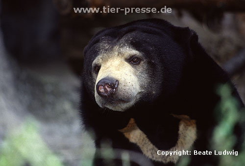 Malaienbär / Malayan sun bear