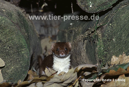 Mauswiesel, Kleines Wiesel / Weasel