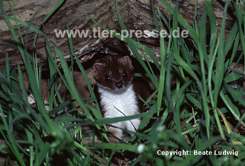 Mauswiesel, Kleines Wiesel / Weasel