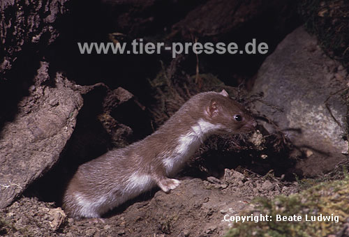 Mauswiesel, Kleines Wiesel / Weasel