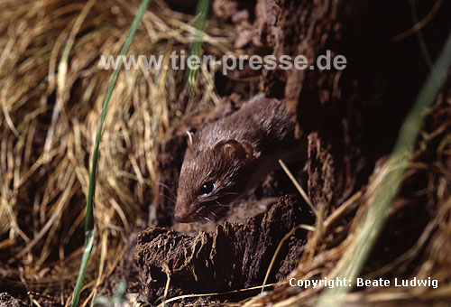 Mauswiesel, Kleines Wiesel / Weasel