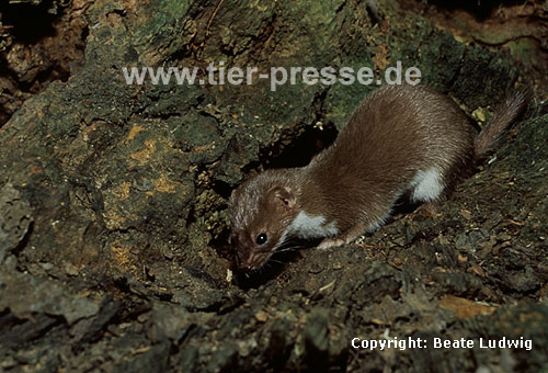 Mauswiesel, Kleines Wiesel / Weasel