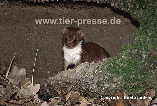 Mauswiesel, Kleines Wiesel / Weasel