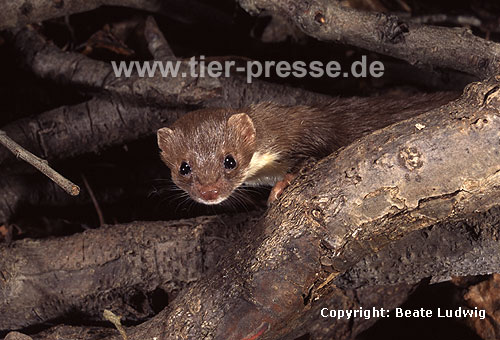 Mauswiesel, Kleines Wiesel / Weasel