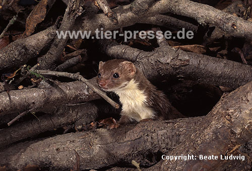 Mauswiesel, Kleines Wiesel / Weasel