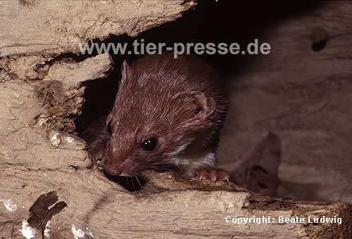 Mauswiesel, Kleines Wiesel / Weasel