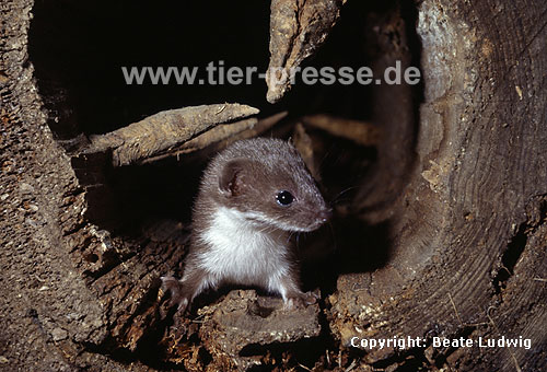 Junges Mauswiesel / Weasel, young