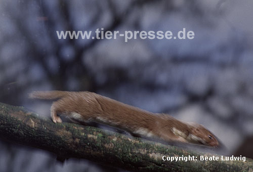 Mauswiesel, Kleines Wiesel / Weasel