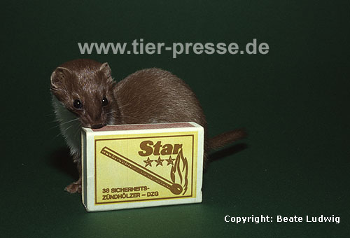 Mauswiesel, Kleines Wiesel / Weasel