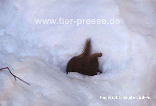 Mauswiesel im Schnee / Weasel in the snow