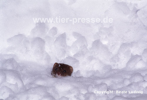 Mauswiesel im Schnee / Weasel in the snow