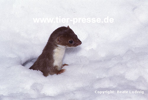 Mauswiesel im Schnee / Weasel in the snow