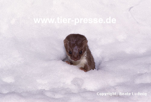 Mauswiesel im Schnee / Weasel in the snow
