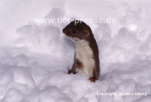 Mauswiesel im Schnee / Weasel in the snow