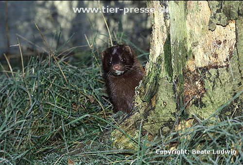 Amerikanischer Nerz, Mink / American mink