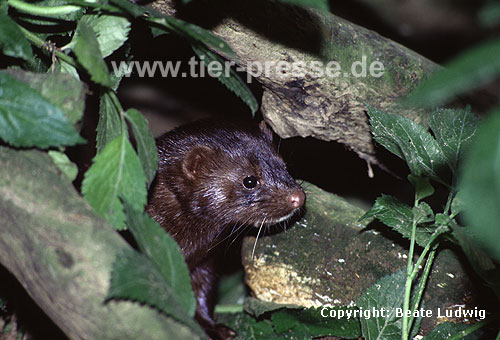 Amerikanischer Nerz, Mink / American mink