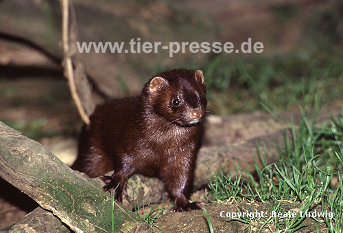 Amerikanischer Nerz, Mink / American mink