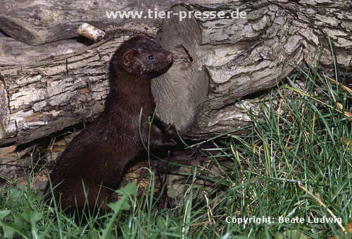 Amerikanischer Nerz, Mink / American mink