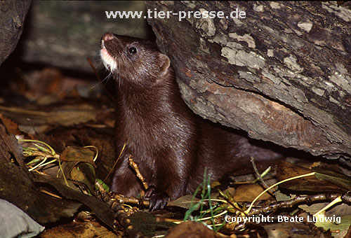 Amerikanischer Nerz, Mink / American mink