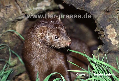 Amerikanischer Nerz, Mink / American mink