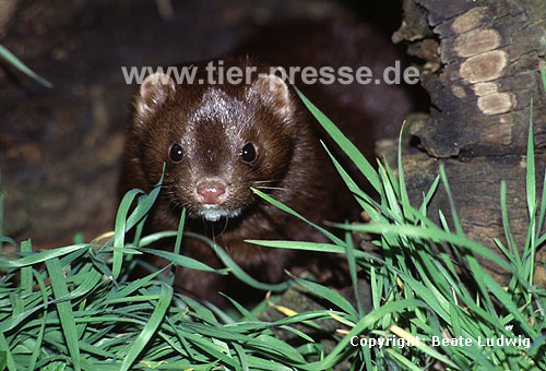 Amerikanischer Nerz, Mink / American mink
