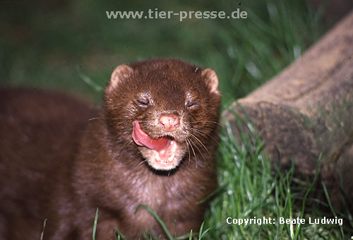 Amerikanischer Nerz, Mink / American mink