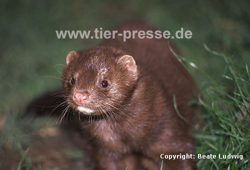 Amerikanischer Nerz, Mink / American mink