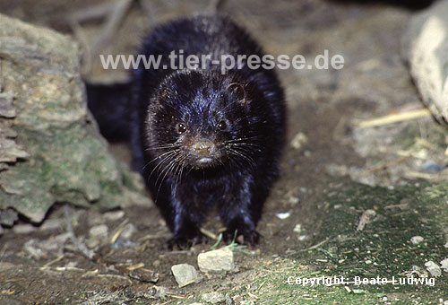 Amerikanischer Nerz, Mink / American mink