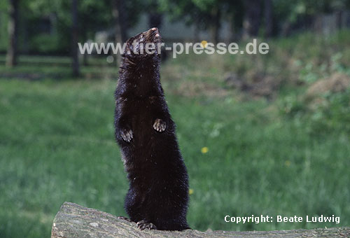 Amerikanischer Nerz, Mink macht Mnnchen/ American mink, standing upright