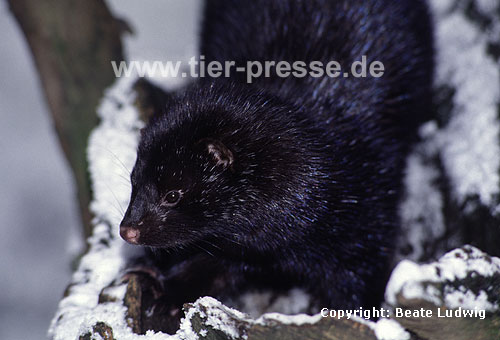 Amerikanischer Nerz, Mink im Schnee / American mink, snow