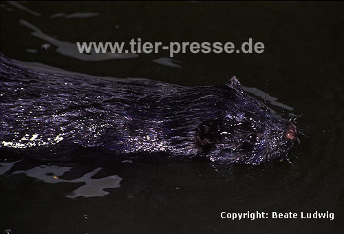 Amerikanischer Nerz, Mink, schwimmend / American mink, swimming