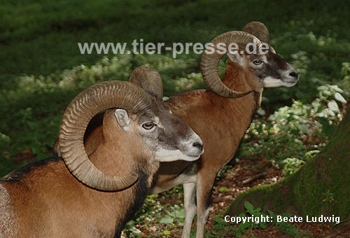 Mufflon, Wildschaf, Muffelwild / Mouflon